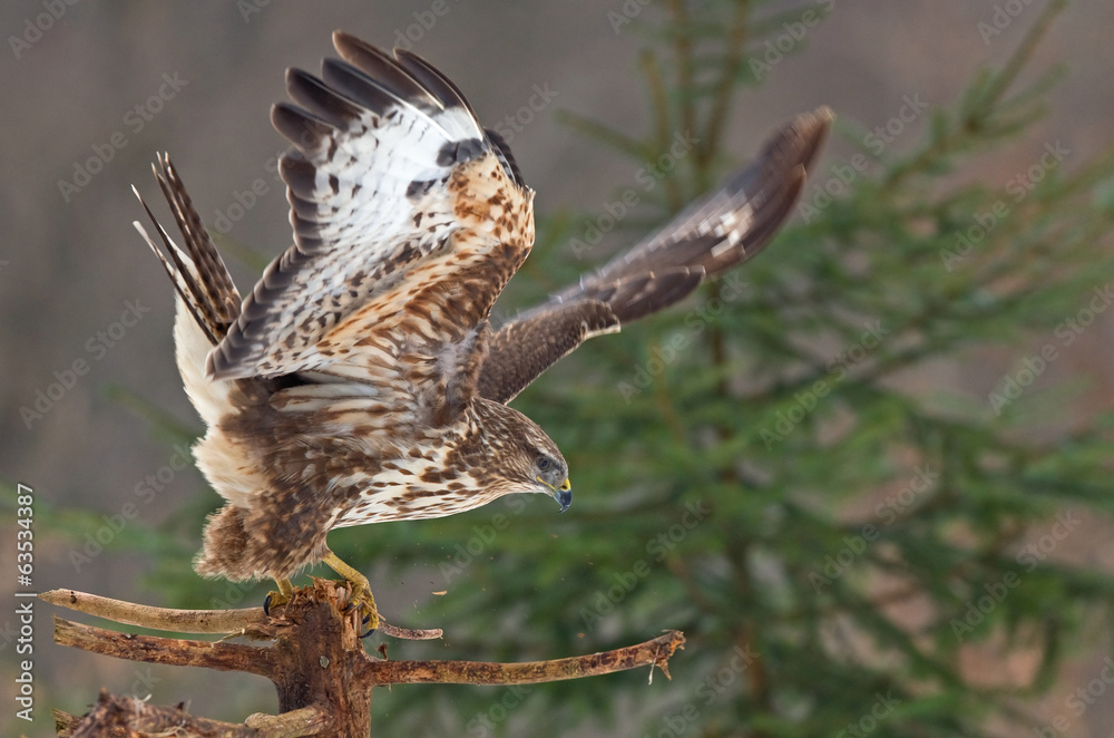 Fototapeta premium Common buzzard
