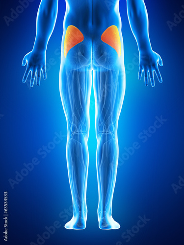 anatomy illustration showing the gluteus medius photo