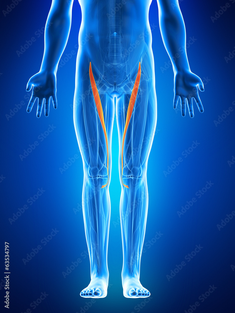 anatomy illustration showing the sartorius