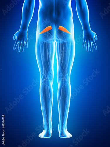 anatomy illustration showing the piriformis