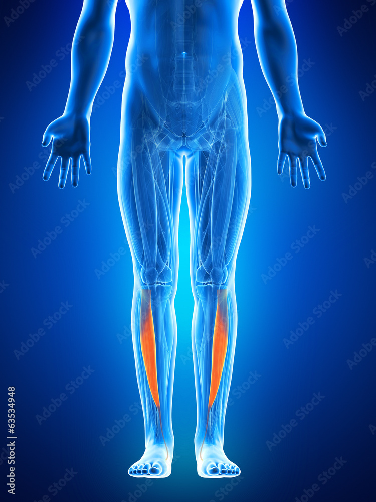 anatomy illustration showing the tibialis anterior anatomy illustration showing the tibialis anterior
