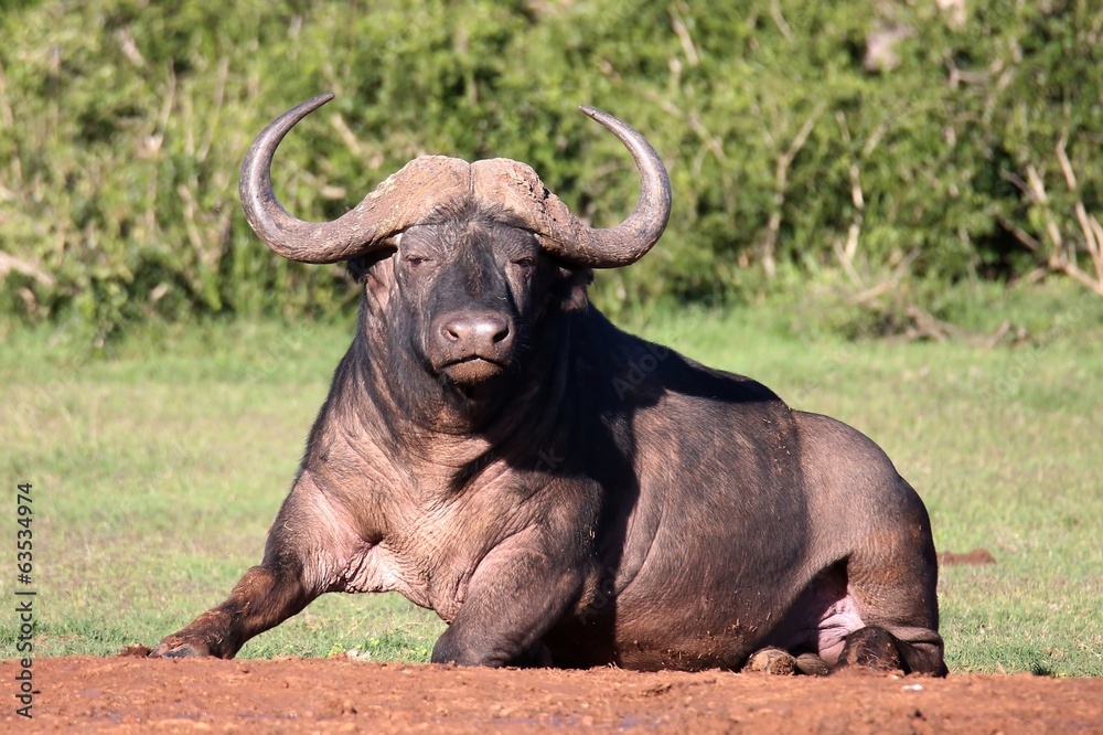 Obraz premium African Buffalo Bull