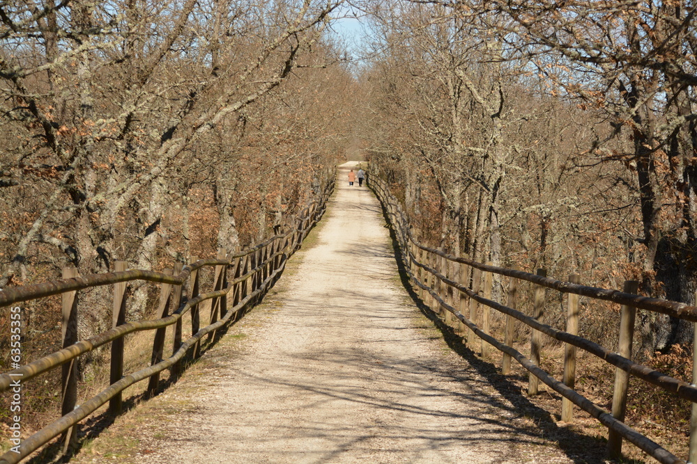 Paseo a traves del bosque en otoño Paseo a traves del bosque en otoño