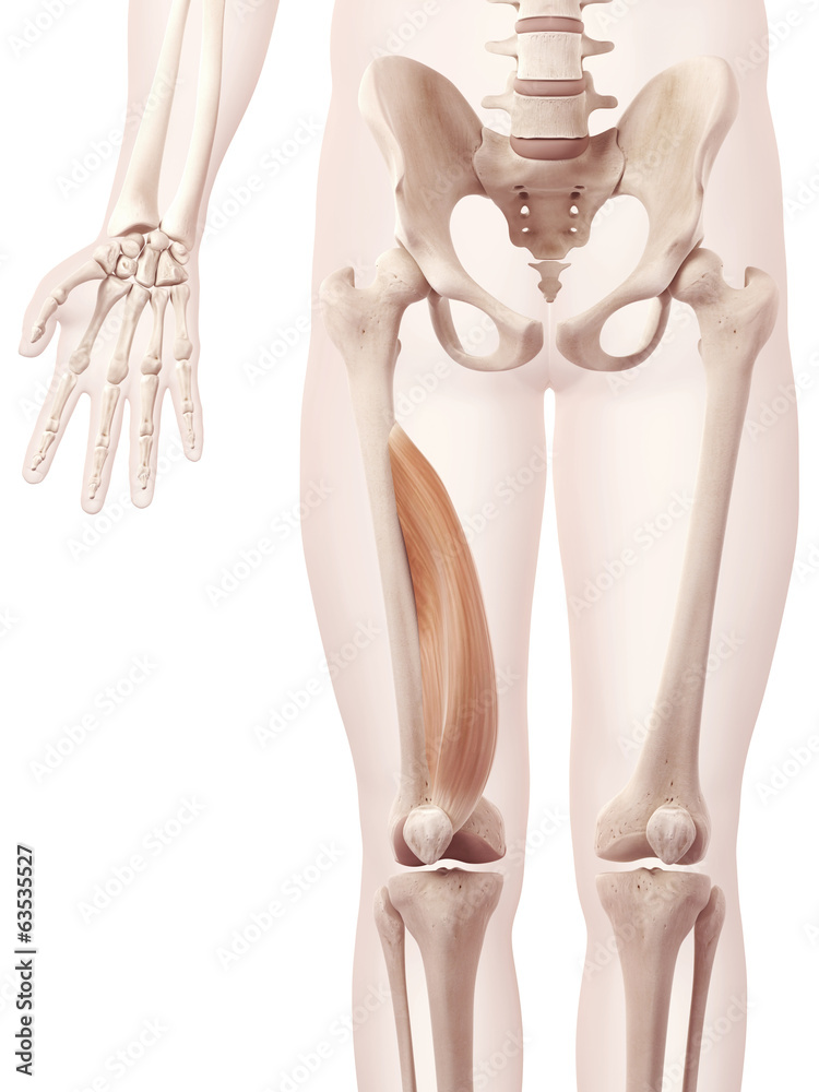 anatomy illustration showing the medialis anatomy illustration showing the medialis