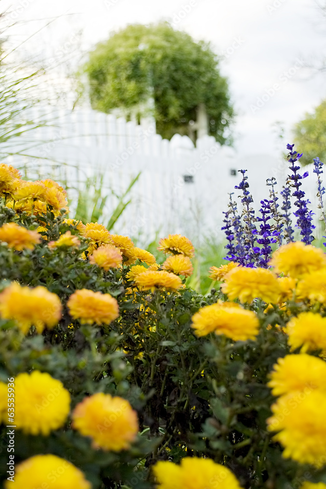 Yellow Chrysanthemums in a garden Yellow Chrysanthemums in a garden