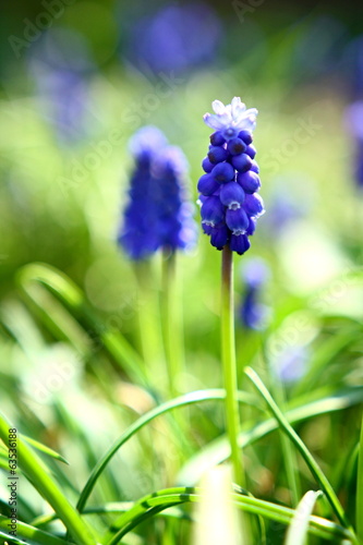 Armenian grape hyacinth