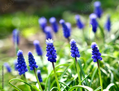 Armenian grape hyacinth