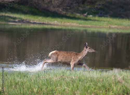 Hind in shallow water