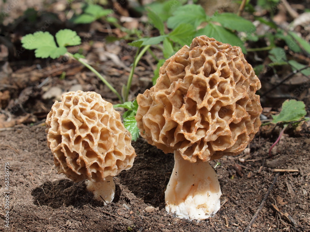 Speisemorchel, Morchel, morchella esculenta Speisemorchel, Morchel, morchella esculenta