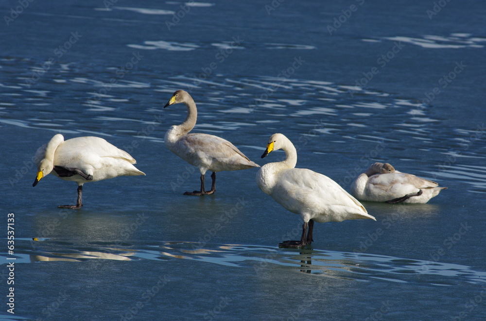 Obraz premium Whooper swans on ice