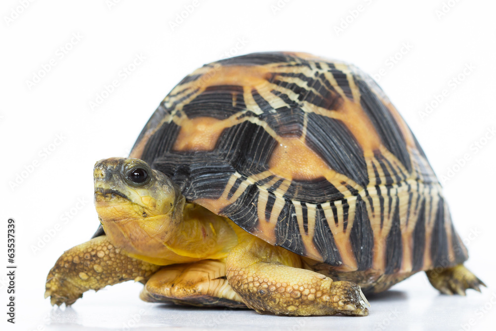 Fototapeta premium land turtle