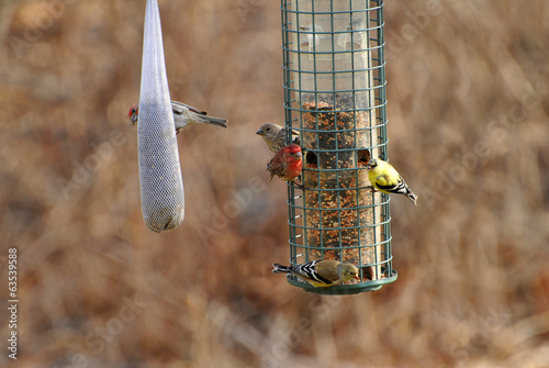 Busy Bird Feeder Eary in Spring photo