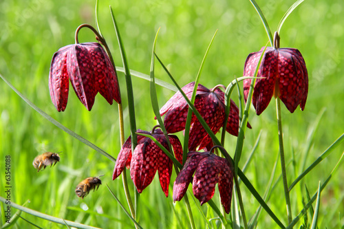 Fototapeta Naklejka Na Ścianę i Meble -  Schachbrettblumen mit Hummeln
