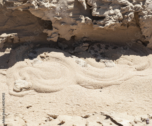 Egyptian desert viper snake in the sand