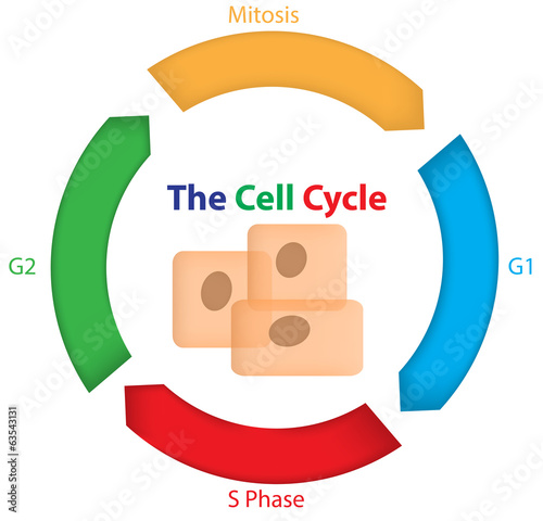 The Cell Cycle