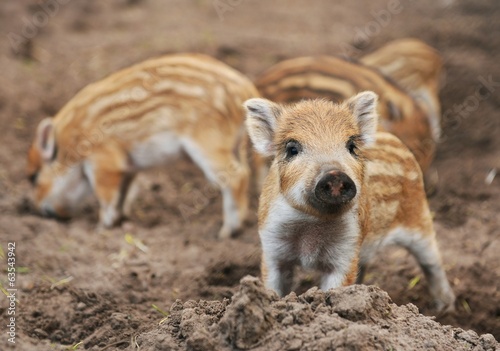 Stampa su tela Young wild boar (Sus scrofa specie) in striped fur