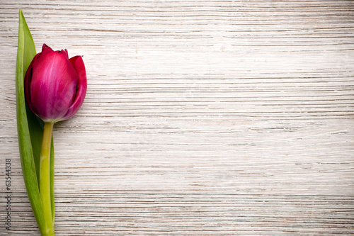 Fototapeta Naklejka Na Ścianę i Meble -  Tulip.