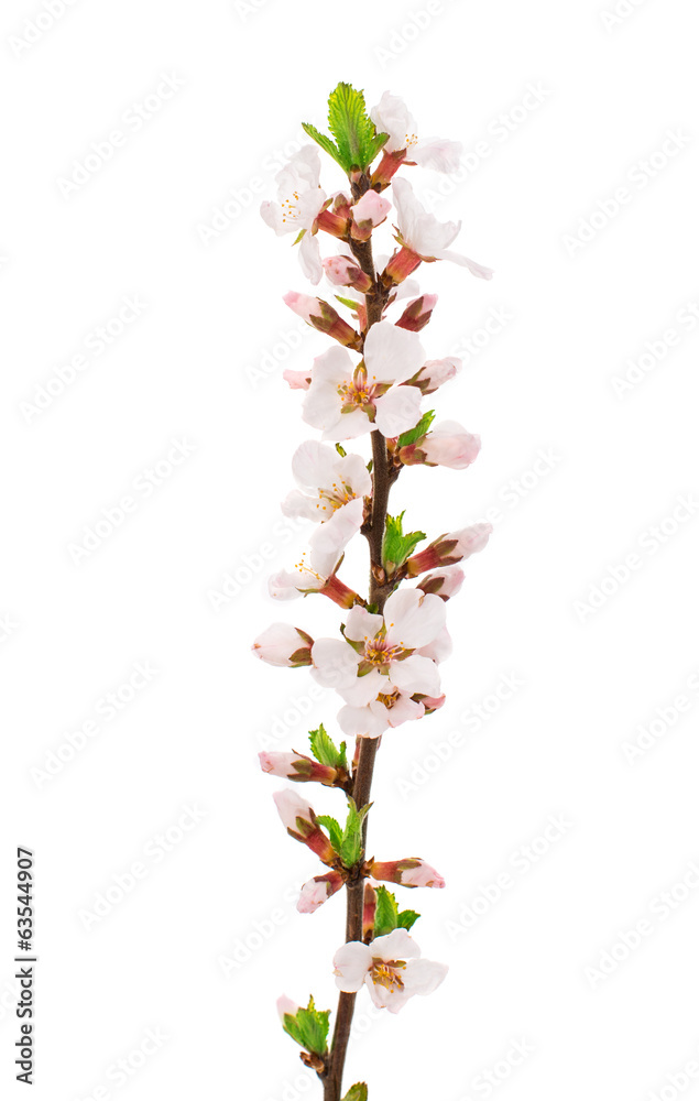 Apricot branch with flowers