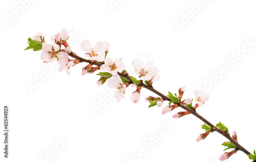 Apricot branch with flowers