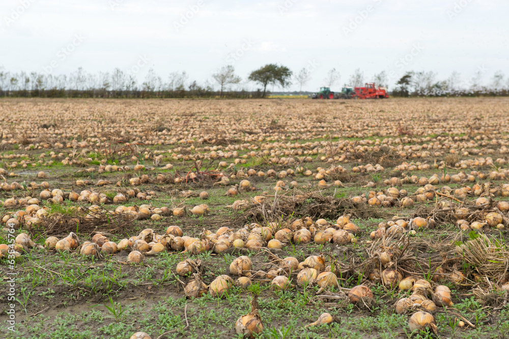 Fototapeta premium Onions in the fields