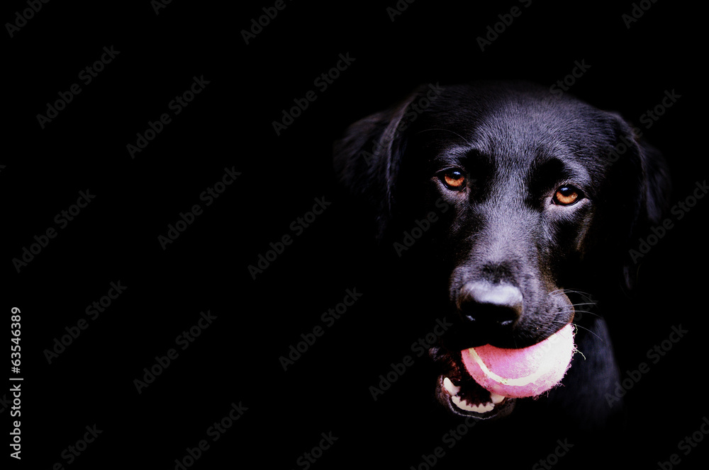 black dog on black background - obrazy, fototapety, plakaty 
