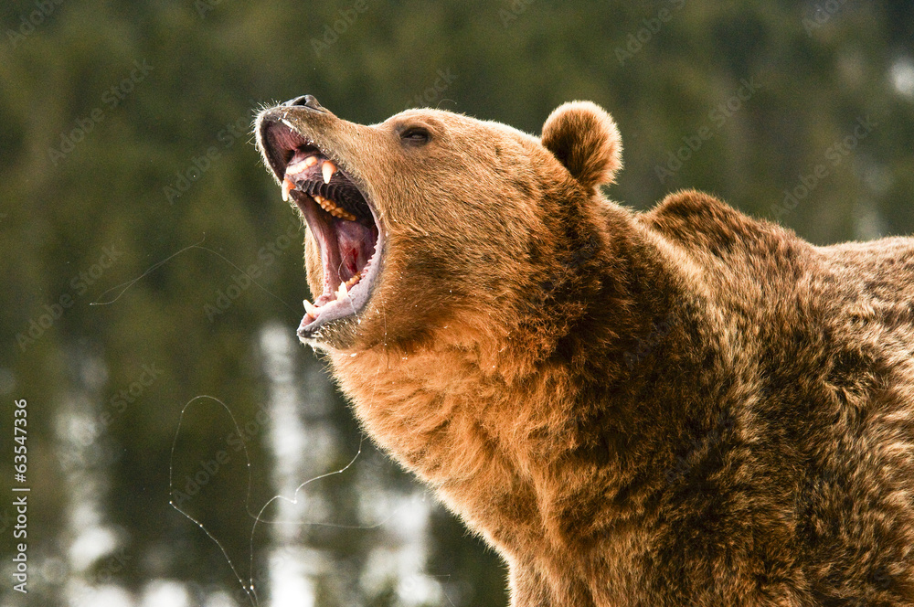 Naklejka premium Niedźwiedź grizzly