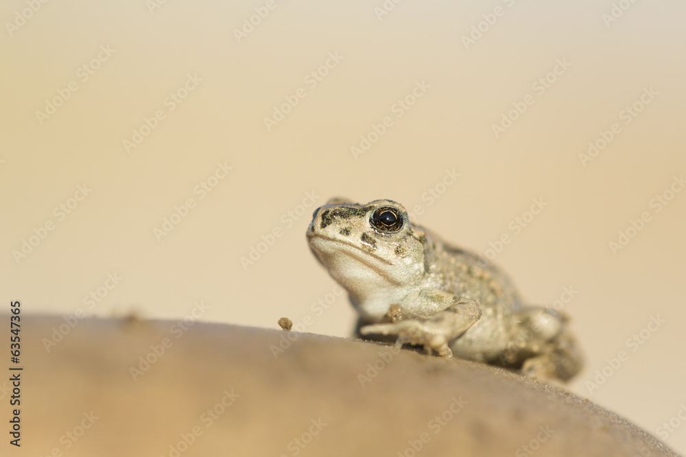 Fototapeta premium European green toad