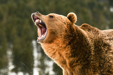 Handdoek met foto Beren Grizzlybeer in wilde wildernis  © seread