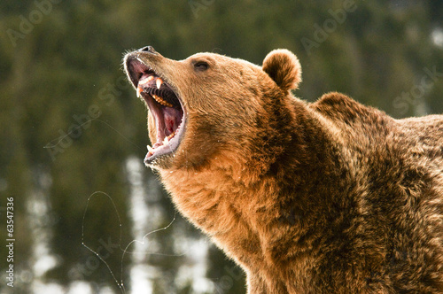 Fotografia Grizzly Bear