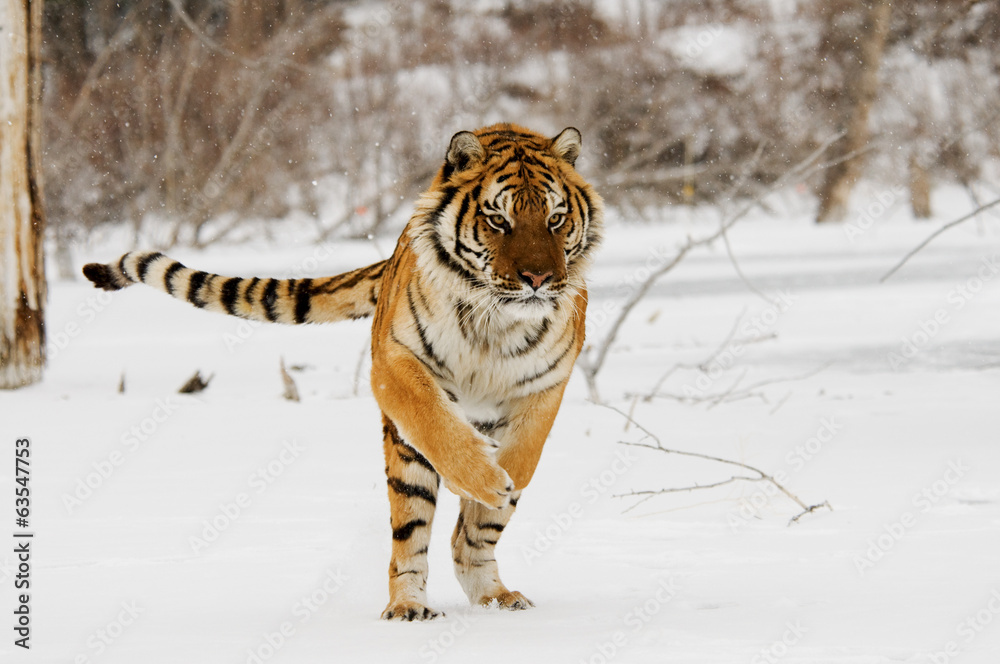 Fototapeta premium Jumping Tiger