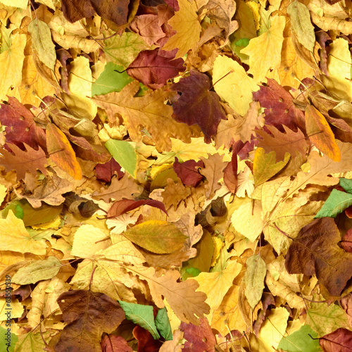 image of autumn leafs as a background