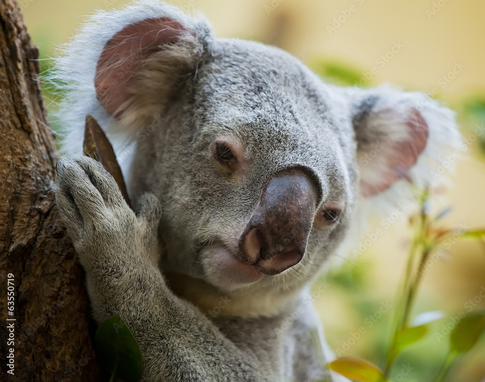 Fototapeta premium koala bear in forest