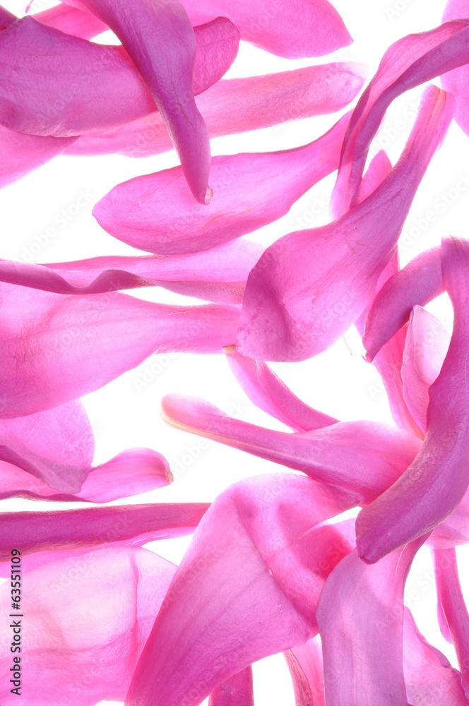 Violet petals od flower magnolia as background