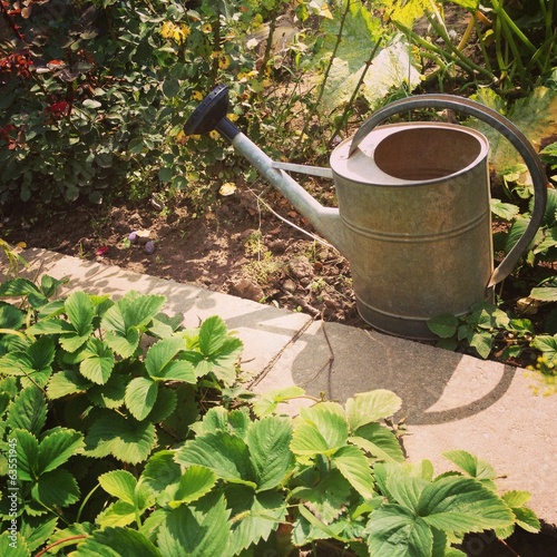 waterpot in strawberry bushes