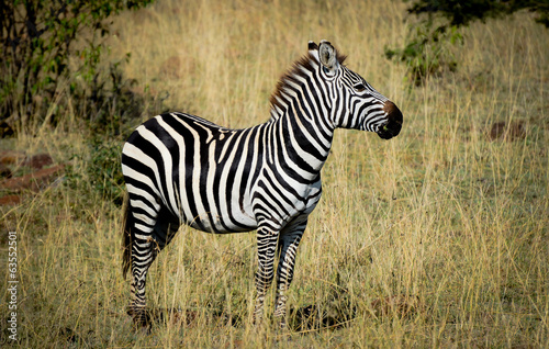 Zebra profile