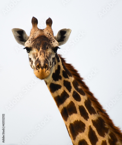Giraffe posing