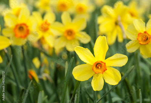 Detail of yellow trumpet daffodils in a daffodil field