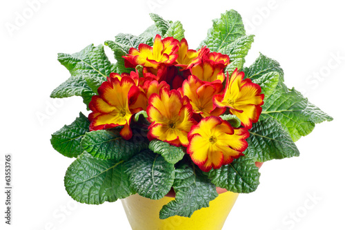 primula