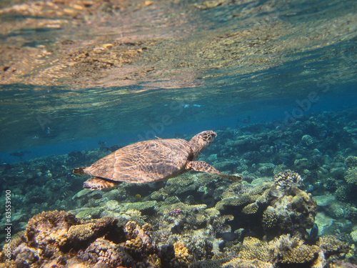 Photography Sea turtle swimming over the corals