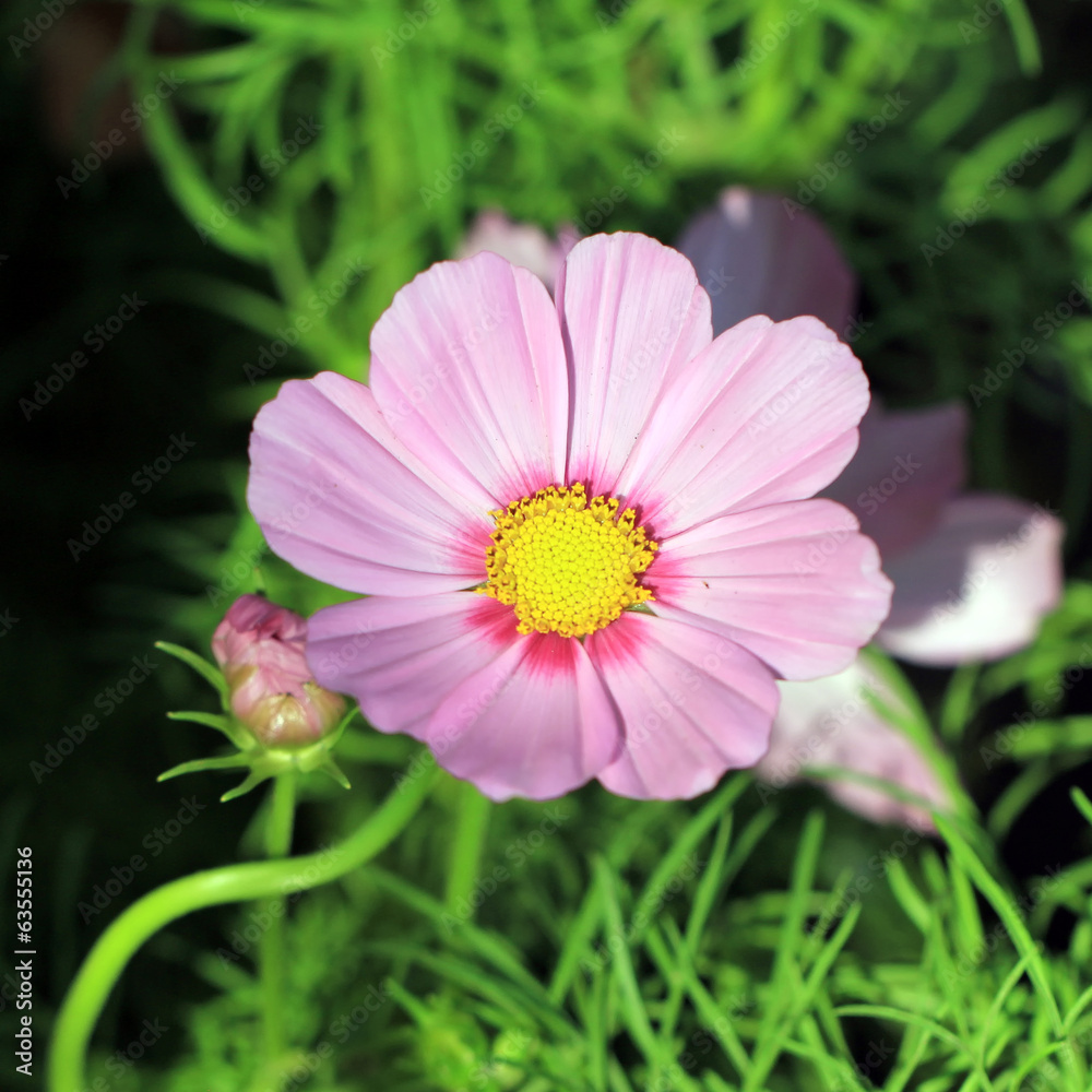 Obraz premium cosmos
