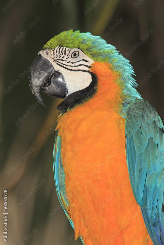 Blue and Yellow Macaw