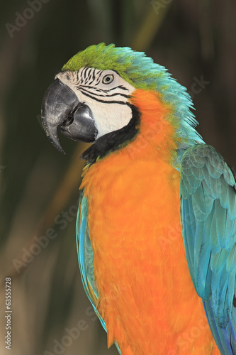 Blue and Yellow Macaw © cbpix