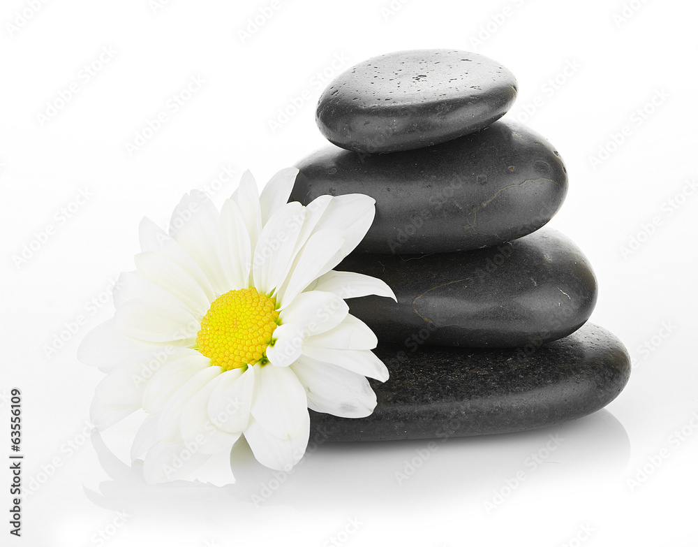 zen basalt stones and daisy isolated on white zen basalt stones and daisy isolated on white