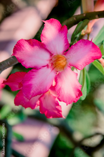 Beautiful detail of a orchid flower