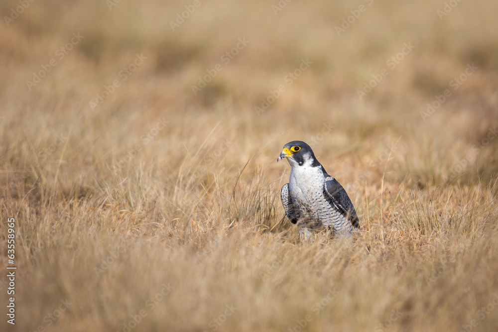 Obraz premium ハヤブサ