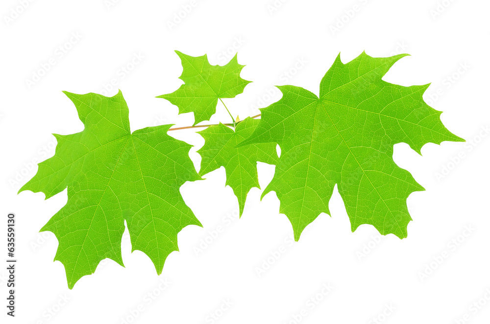 Maple leaves isolated on white background Maple leaves isolated on white background