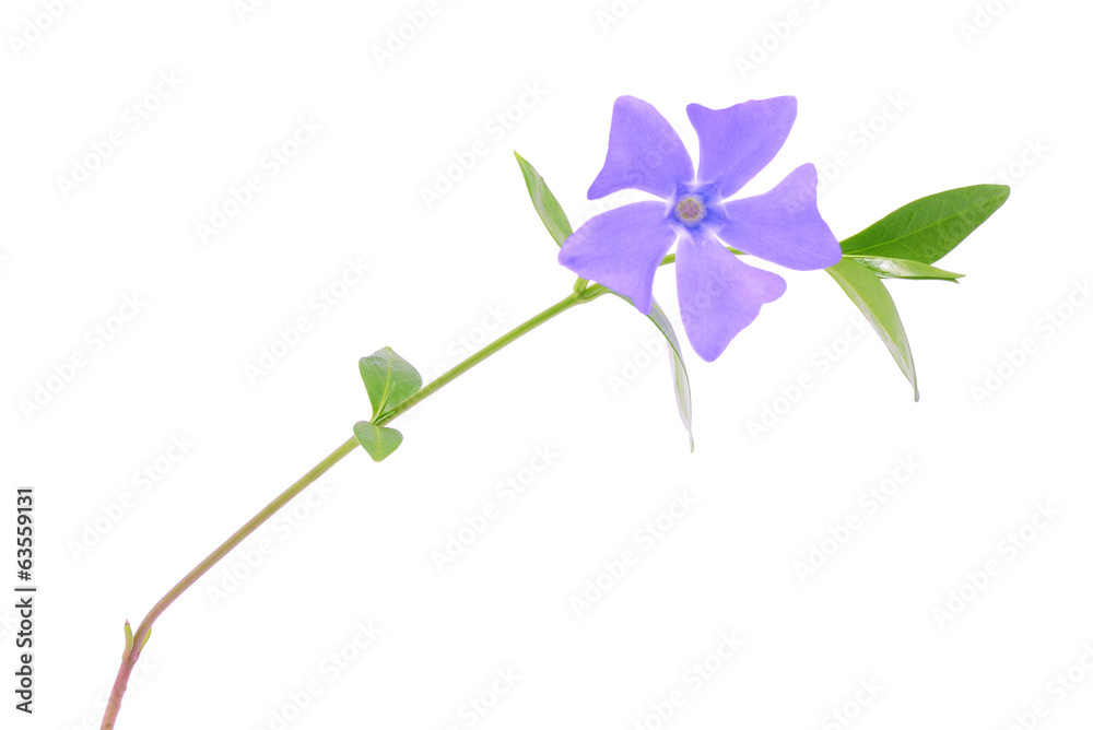 Blue wildflower isolated on a white background - obrazy, fototapety, plakaty 