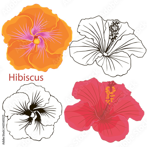 hibiscus flowers. contours of flowers on a white background.