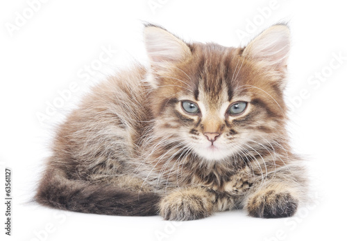 Kitten on a white background