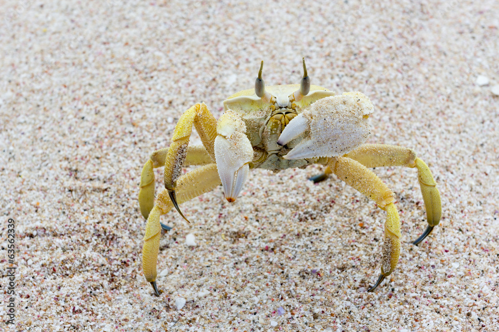 Marine crab on a sandy beach